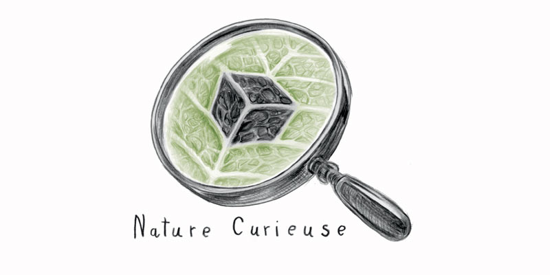 Nature Curieuse